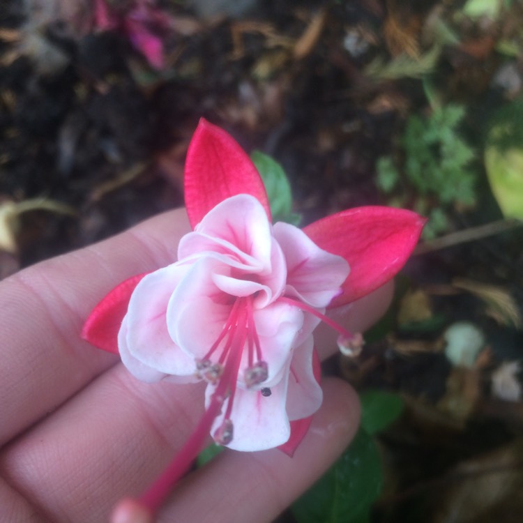 Plant image Fuchsia 'Swingtime'