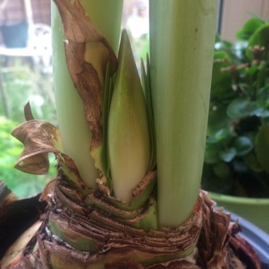 Hippeastrum