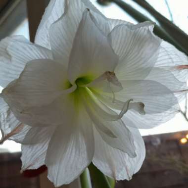 Hippeastrum