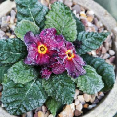 Primula