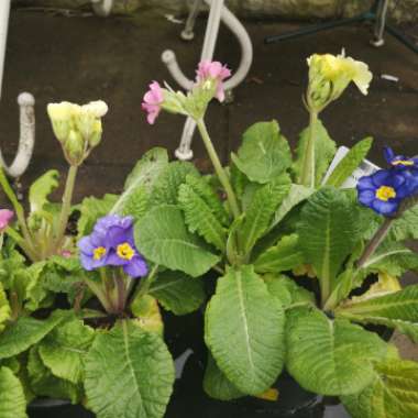 Primula Polyantha