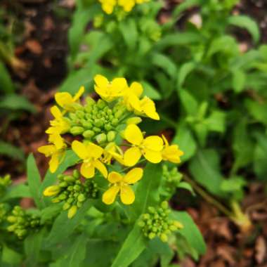 Brassica Rapa subsp. Rapa