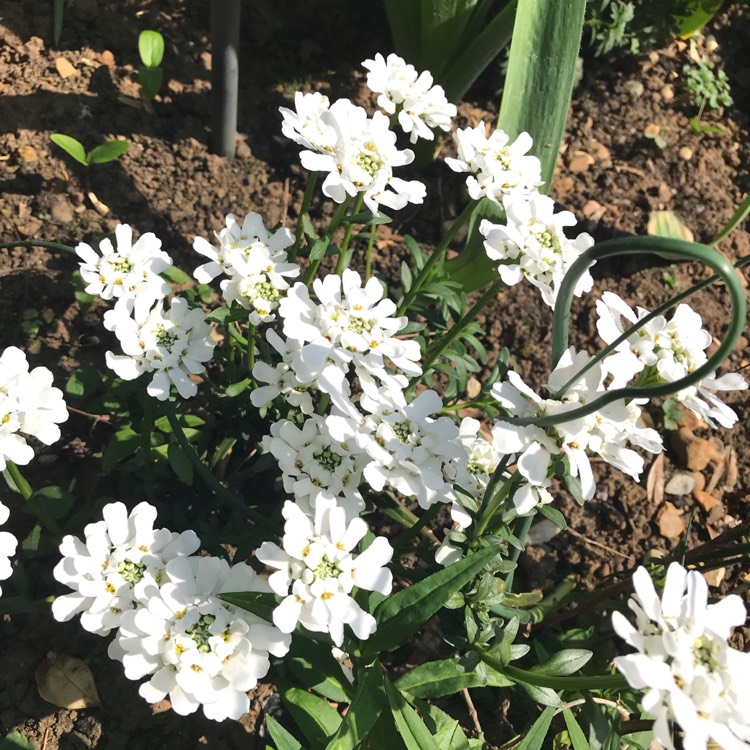 Plant image Iberis sempervirens 'Masterpiece'