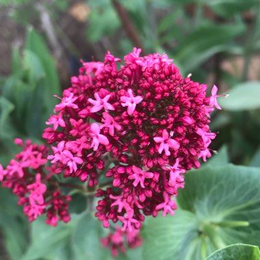 Centranthus ruber