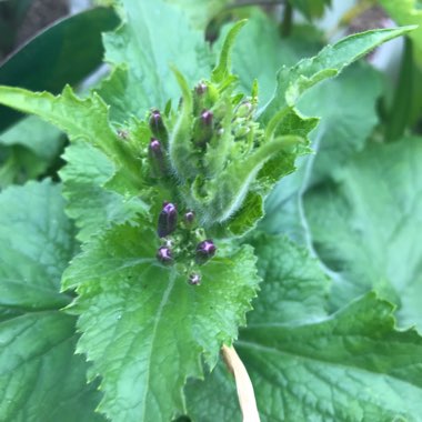 Lunaria annua