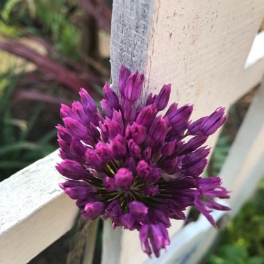 Allium hollandicum 'Purple Sensation' syn. Allium 'Purple Sensation', Allium aflatunense 'Purple Sensation'