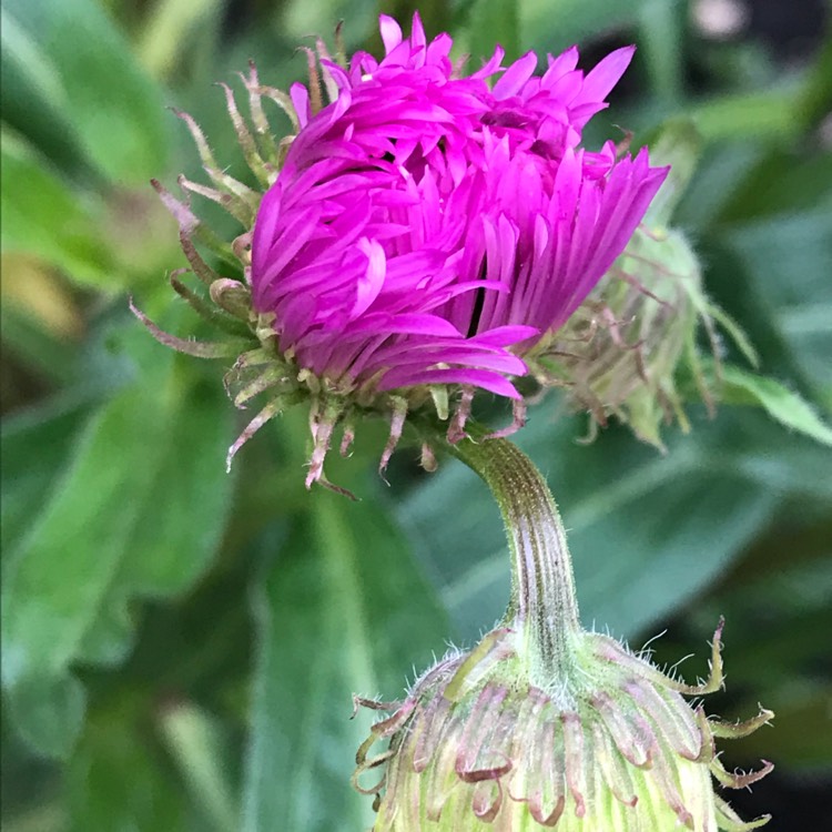 Plant image Erigeron 'Rosa Juwel' syn. Erigeron 'Pink Jewel'