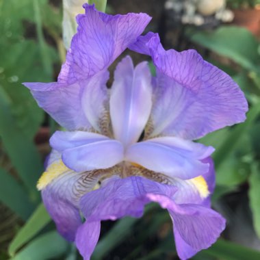 Iris