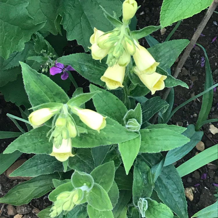 Plant image Digitalis Purpurea 'Foxy'