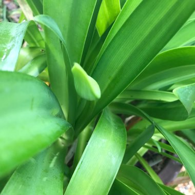 Agapanthus