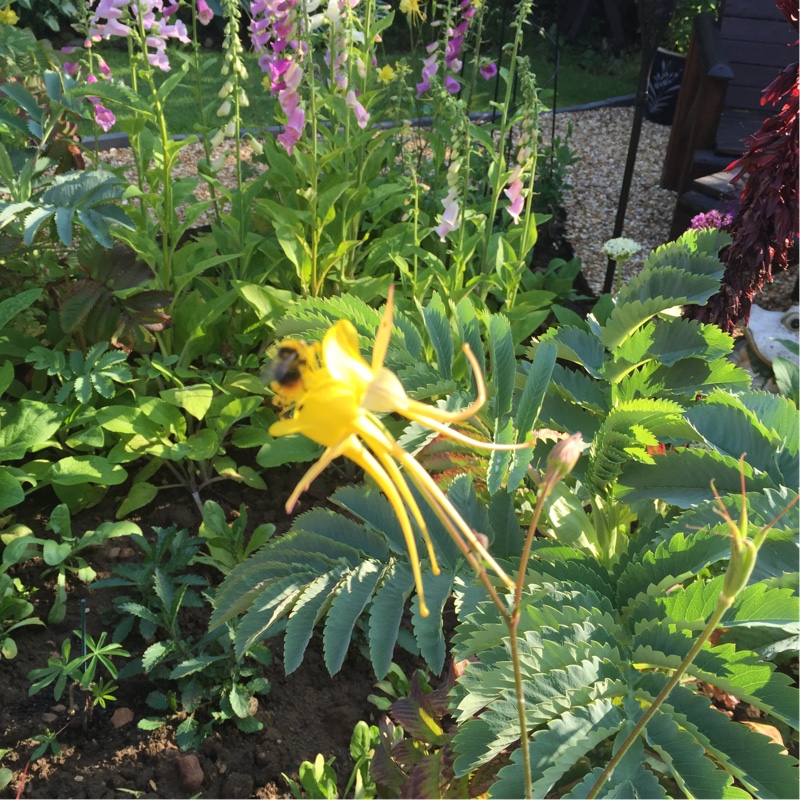 Plant image Aquilegia chrysantha