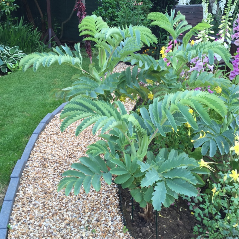 Melianthus major 'Purple Haze'