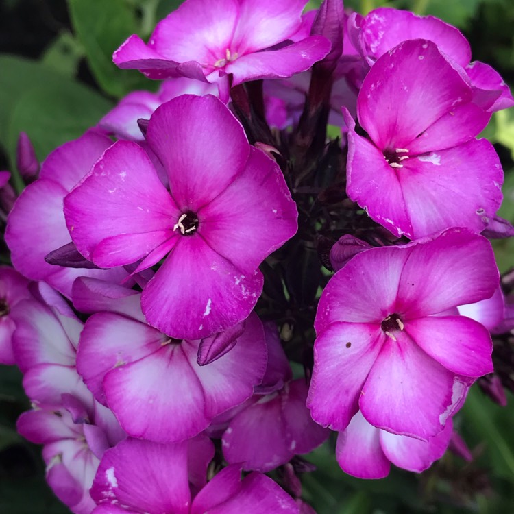 Phlox paniculata 'Sweet Summer™ Surprise', Phlox 'Sweet Summer ...