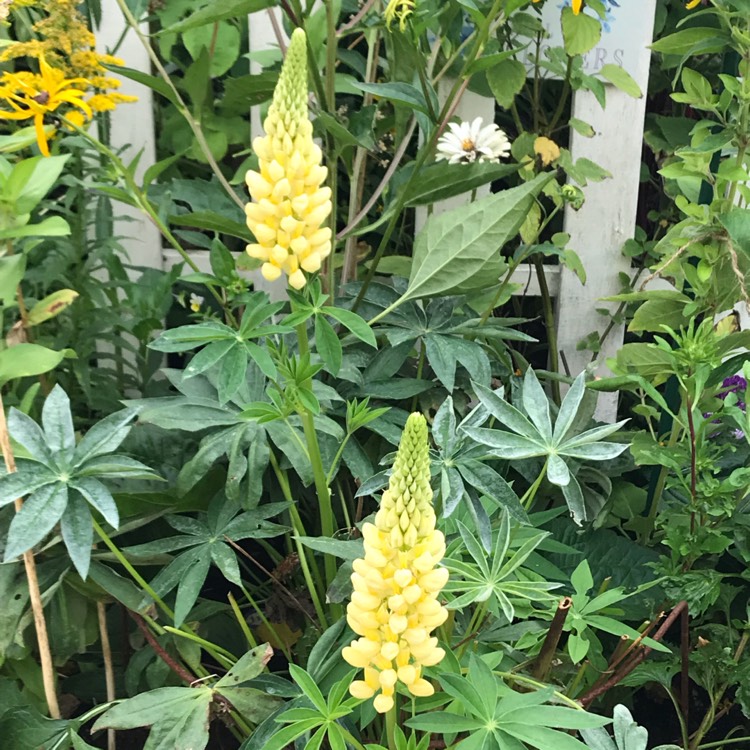 Plant image Lupinus 'Gallery yellow'