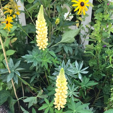 Lupinus 'Gallery yellow'