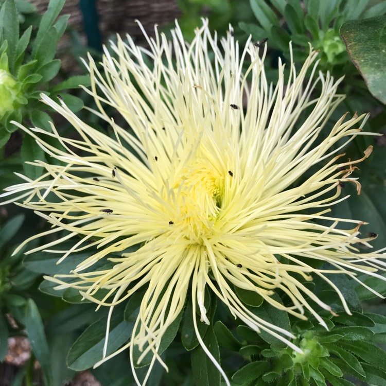 Plant image Callistephus chinensis 'Spider Chrysanthemum'