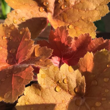 Heuchera 'Southern Comfort'