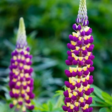 Plant image Lupinus 'Manhattan Lights'