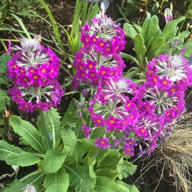 Primula beesiana