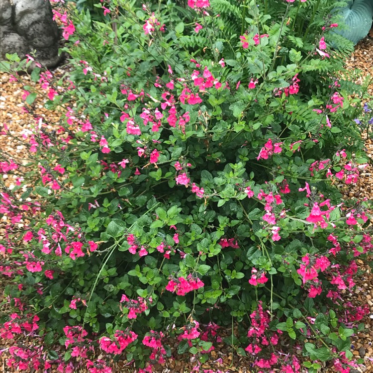 Plant image Salvia x jamensis 'Pink Lips'