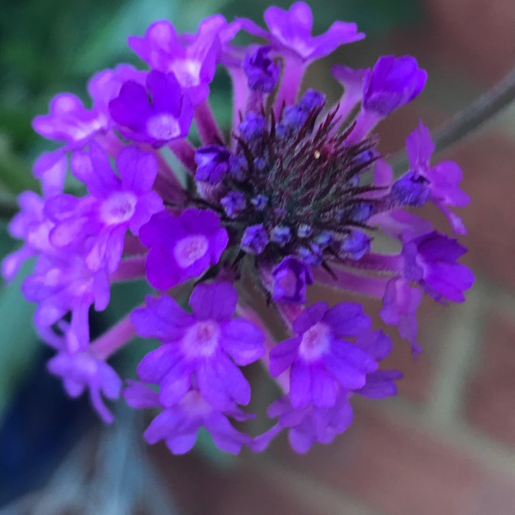 Plant image Verbena rigida syn. Verbena venosa