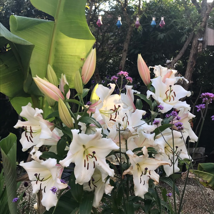 Plant image Lilium 'Pretty Woman'