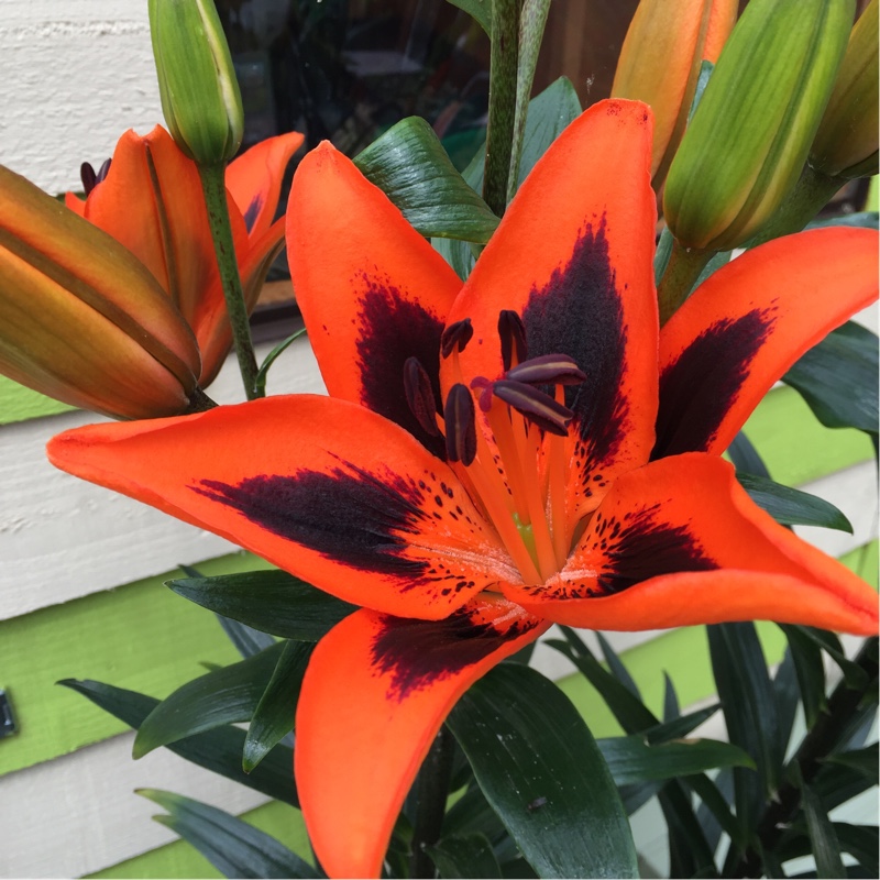 Lilium 'Popstar' syn. Lilium 'Lily Allen'