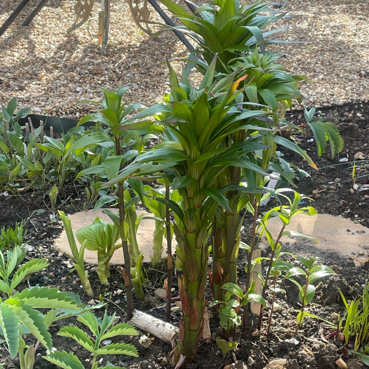 plant image 1474165