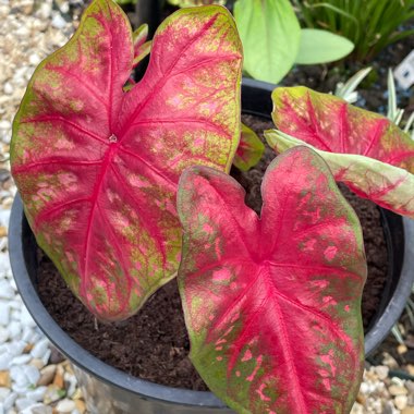 Caladium