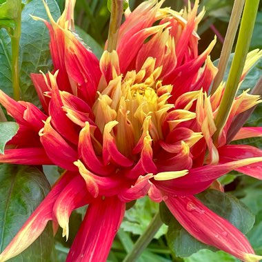 Dahlia 'Show And Tell'