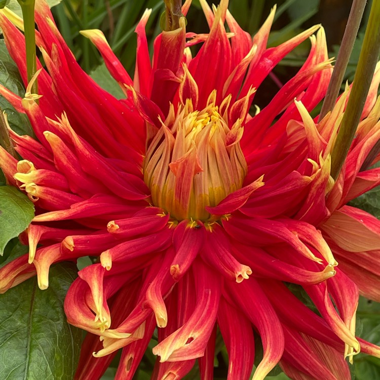 Plant image Dahlia 'Show And Tell'