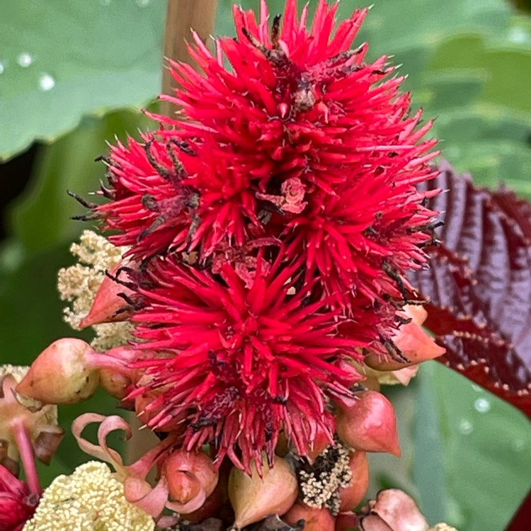 Plant image Ricinus communis 'Red Giant'