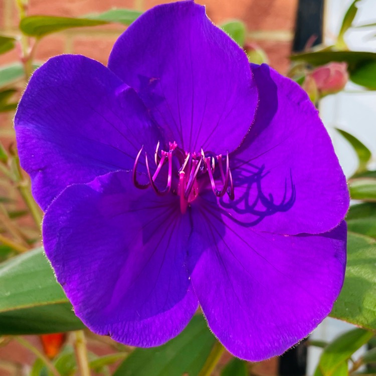 Plant image Tibouchina organensis