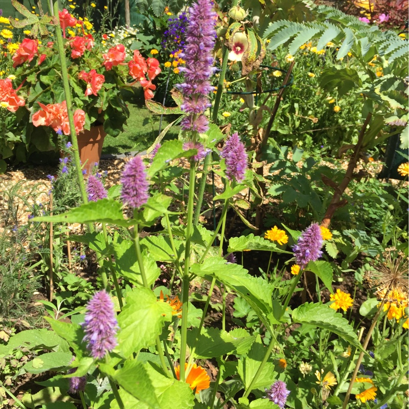 Agastache aurantiaca 'Sweet Lili'