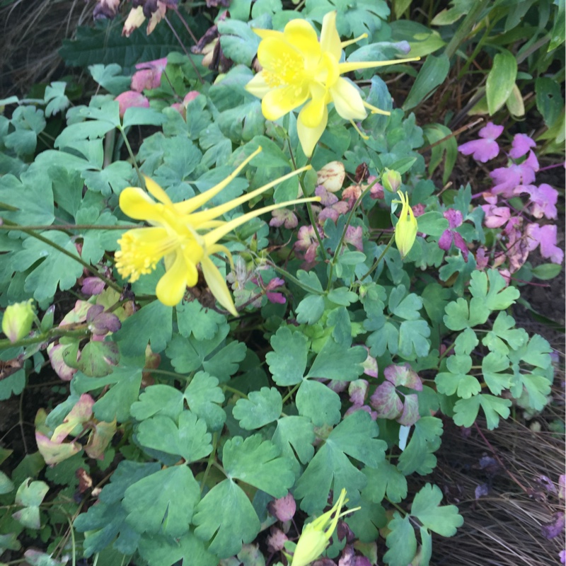 Plant image Aquilegia chrysantha