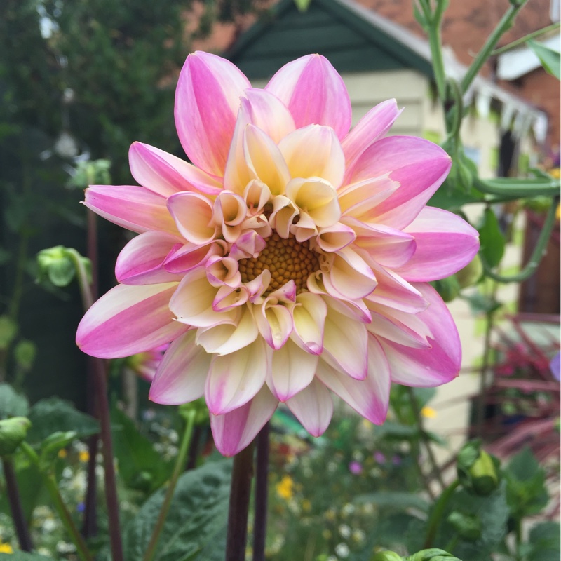 Plant image Dahlia 'Dalina Maxi Bonita'