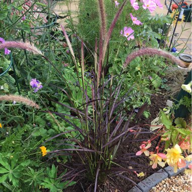 Pennisetum Setaceum