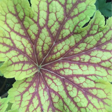 Heuchera