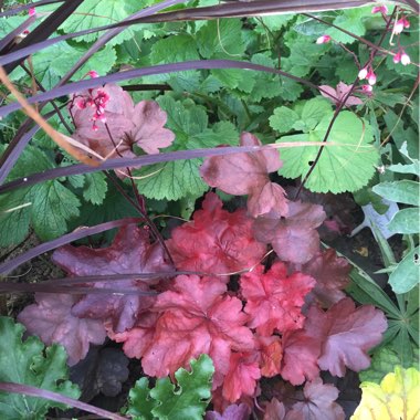 Heuchera