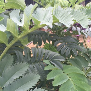 Melianthus major 'Purple Haze'