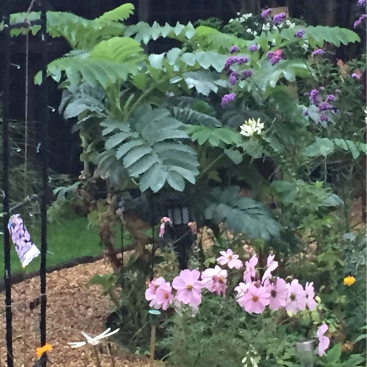 Plant image Melianthus major 'Purple Haze'