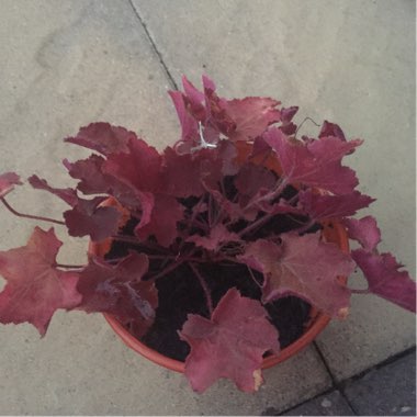 Heuchera 'Fire Chief'