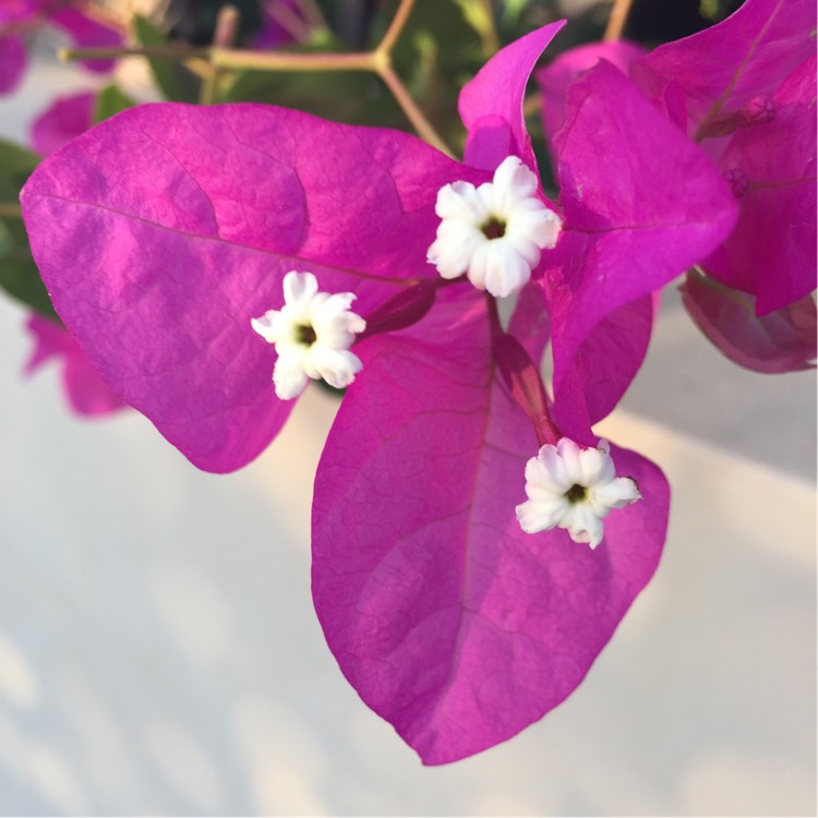 Plant image Bougainvillea Spectabilis 'Alexandra'