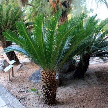 Cycas revoluta