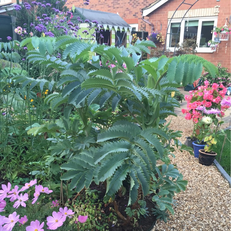 Plant image Melianthus major 'Purple Haze'