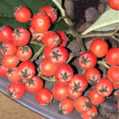 Cotoneaster frigidus 'Cornubia'