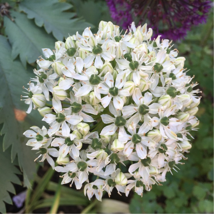 Plant image Allium stipitatum 'White Giant'