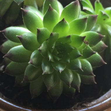 Sempervivum