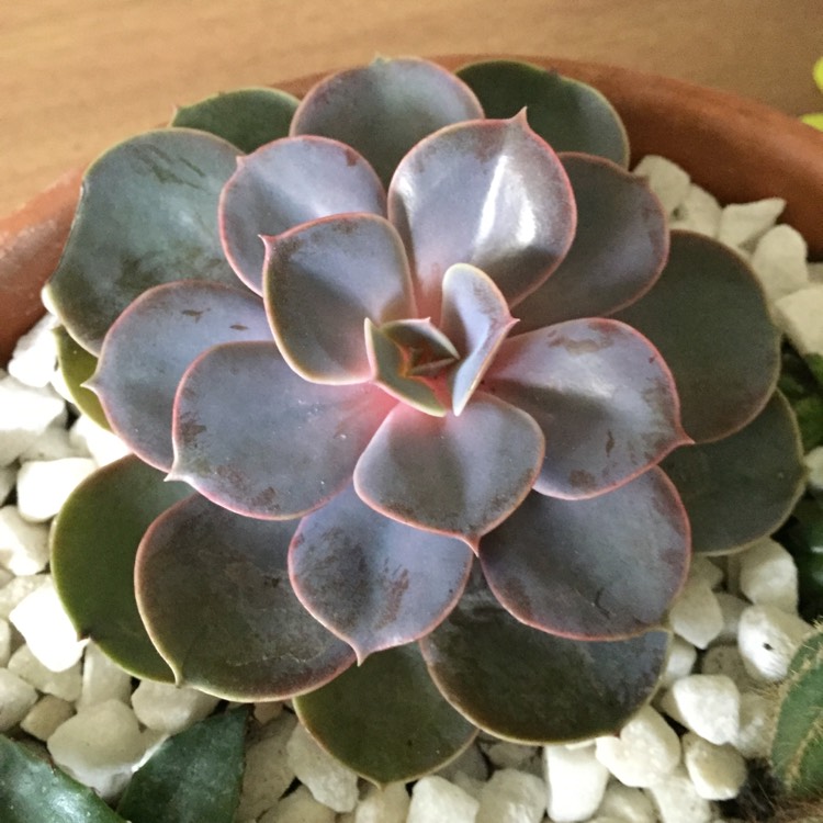 Plant image Echeveria Perle Von Nurnberg