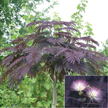 Albizia julibrissin 'Summer Chocolate'